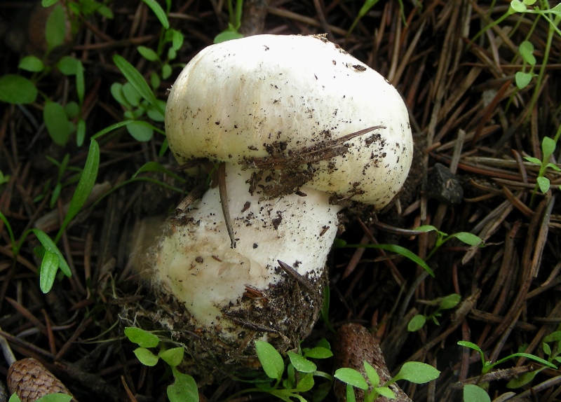 Ancora un Agaricus